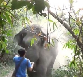 Βίντεο: Ο ελέφαντας ετοιμαζόταν να τον ποδοπατήσει μέχρι που είδε αυτό