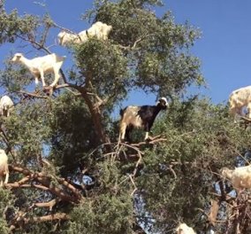 Βίντεο: «Ιπτάμενες» σαν πτηνά κατσίκες βόσκουν πάνω στο δέντρο! Καλημέρα σας‏