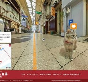Χάρτης Street View για γάτες από τη Google - Θαυμάστε μια Ιαπωνική πόλη με γατίσια ματιά  