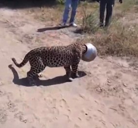 Διψασμένη λεοπάρδαλη «κόλλησε» σε δοχείο (βίντεο) - της το αφαίρεσαν αφού έκαναν στο ζώο αναισθησία 