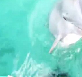 Βίντεο: Δελφίνι έπιασε ένα κινητό που είχε πέσει στο βυθό της θάλασσας! 