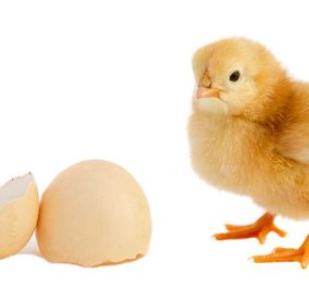 Βίντεο: Δείτε επιτέλους αν η κότα έκανε το αυγό ή...‏