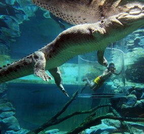 Κολυμπώντας με τους κροκόδειλους: Ζήστε μια μοναδική εμπειρία καταδύσεων & αγκαλιάς με το πιο τρομακτικό ερπετό του κόσμου