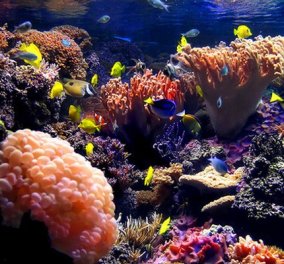 Tι κρίμα! Τα κοράλλια αποχρωματίζονται και πεθαίνουν εξαιτίας της υπερθέρμανσης του πλανήτη