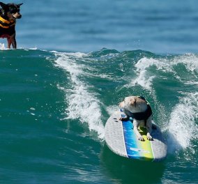 «Huntington Dog»: Αγώνες surfing στην Καλιφόρνια με πρωταγωνιστές τους μικρούς μας φίλους - Απίθανες φιγούρες καλύτερες & από επαγγελματίες