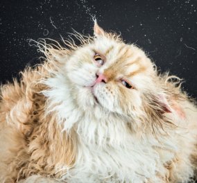 Αυτές τις θεαματικές εκφράσεις τις παίρνει ποτέ η γάτα σας; Σίγουρα ναι - Στις εικόνες εδώ θα το θυμηθείτε
