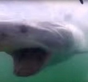 Βίντεο: Τρόμος ακόμα & στο ειδικό κλουβί - Άνδρας ήρθε αντιμέτωπος με καρχαρία 