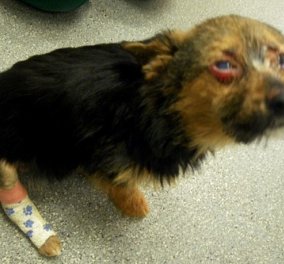 4 έφηβοι ξυλοκόπησαν και έβαλαν φωτιά σε σκύλο & τον πέταξαν στα σκουπίδια - ο Chunky επέζησε !!!