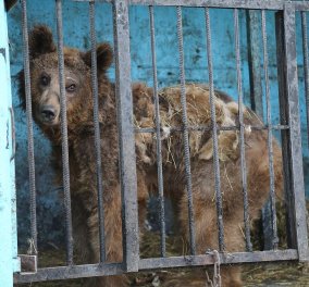   Ο πιο θλιβερός ζωολογικός κήπος της γης: Λιοντάρια, αρκούδες πεθαίνουν από την πείνα - Φώτο - Βίντεο 
