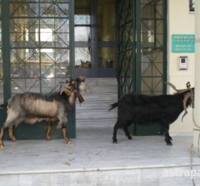 Οι κτηνοτρόφοι έδεσαν κατσίκες στο κτίριο της Περιφέρειας στη Χίο - ΦΩΤΟ: Ιδού η απόδειξη… 