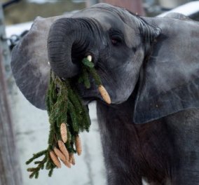 Τι τρώνε οι ελέφαντες σήμερα; Τα Χριστουγεννιάτικα δέντρα που έμειναν απούλητα στις γιορτές 