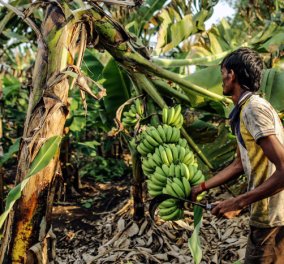 Ινδία: Ληστής «επέστρεψε» το κόσμημα που κατάπιε μετά από... 40 μπανάνες