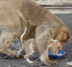 Mαϊμού υιοθετεί και φροντίζει ένα αδέσποτο σκυλάκι - Δείτε  το βίντεο που έγινε viral