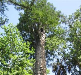 Επιστήμονες στην Αμερική θέλουν να κλωνοποιήσουν αρχαίο δένδρο ηλικίας 2.000 ετών