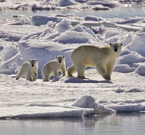Συγκλονιστικό βίντεο - National Geographic: Πολική αρκούδα τρώει ένα μικρό αρκουδάκι (Σκληρές εικόνες)