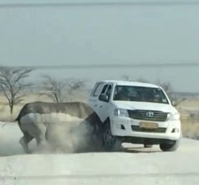 Το βίντεο που κόβει την ανάσα - Ρινόκερος ορμά σε τζιπ τουριστών