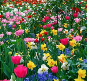 Εκπληκτικό: Τα λουλούδια της άνοιξης ανθίζουν σε ένα μόλις βίντεο & γεμίζουν χρώμα τις οθόνες μας