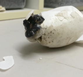 Βίντεο: H μοναδική στιγμή που βγαίνει από αυγό το μωρό - αλιγάτορας - Θαυμάστε το μεγαλείο της φύσης