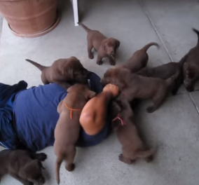 Βίντεο: Τεράστιος άντρας δέχεται "επίθεση" από νεογέννητα σκυλάκια & γίνεται γλυκός χαμός 