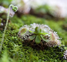 Drosera: Το υπέροχο & επικίνδυνο φυτό με δροσοσταλίδες που ''σκοτώνουν'' - Δείτε τα πανέμορφα κλικς