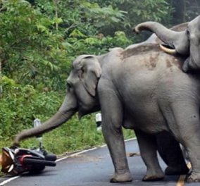 Βίντεο: Ελέφαντες στρίμωξαν στην γωνία μοτοσικλετιστή - Εκείνος ικέτευε για τη ζωή του και...