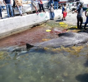 Λέσβος: Καρχαρίας 7,5 μέτρων & βάρους 2 τόνων πιάστηκε στα δίχτυα ψαρά (Φωτό) 