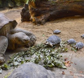 Τοp (Woman) η 80χρονη χελώνα: Γεννάει για πρώτη φορά και‏ οι φωτό με τα χελωνάκια της λιώνουν το διαδίκτυο