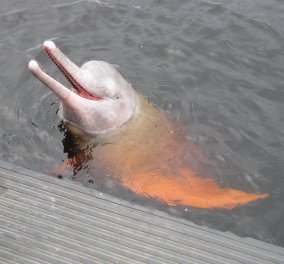 Και όμως τα δελφίνια υπάρχουν και σε... ροζ: Ζουν στον Αμαζόνιο & είναι πανέμορφα