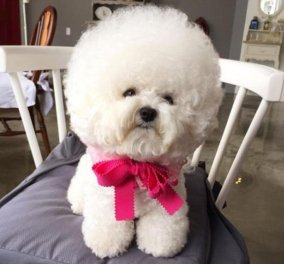 Tori η ''αφρατούλα'': Η σκυλίτσα που μοιάζει με μαξιλάρι & έχει  69.000 followers στο Instagram