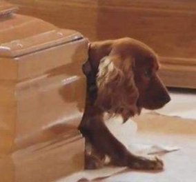 Συγκινητικό βίντεο: Ο αφοσιωμένος σκύλος αρνείται να εγκαταλείψει το φέρετρο του αφεντικού του που χάθηκε στο σεισμό της Ιταλίας