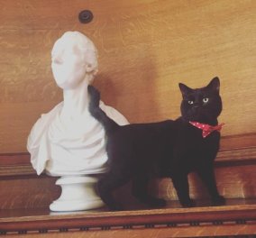 Gladstone - O γλυκούλης μαύρος γάτος με το κόκκινο παπιγιόν έπιασε δουλειά στο Θησαυροφυλάκιο