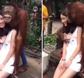 Δημοφιλής ο ουραγκοτάγκος που αγκαλιάζει και φιλάει μια τουρίστρια -Δείτε το βίντεο   