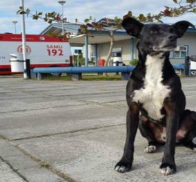 Pet story of the day: Πιστός σκύλος περιμένει ακόμα τον ιδιοκτήτη του, 8 μήνες μετά το θάνατό του!