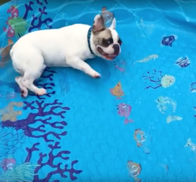 Summer@ eirinika - Smile Βίντεο: Χοντρούλι bulldog κολυμπάει... χωρίς νερό!