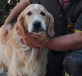 "Θαύμα" στα συντρίμμια του σεισμού της Ιταλίας: Έπειτα από 9 ημέρες εντόπισαν ζωντανό έναν πανέμορφο σκύλο 