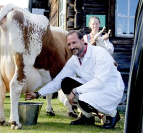 Και όμως ο Βασιλιάς της Νορβηγίας, ο ωραίος Haakon σκύβει και αρμέγει την αγελάδα με χαμόγελο- φωτό 