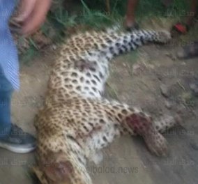 Θλιβερό story: Λεοπάρδαλη σκοτώνει 9χρονη & θανατώνεται από αστυνομικούς - Μικρά παιδιά βγάζουν φωτό με το κουφάρι του ζώου