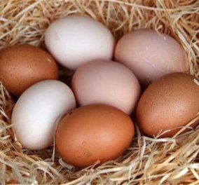  Γιατί κάποια αυγά είναι καφέ και άλλα άσπρα - Για ποιο λόγο υπάρχει αυτός ο διαφορετικός χρωματισμός;  