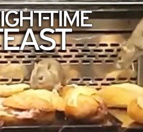 Βίντεο: Ποντίκια έκαναν επιδρομή σε σάντουιτς στη βιτρίνα διάσημης αλυσίδα αρτοποιΐων