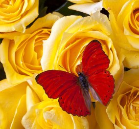 12 διαφορετικά χρώματα τριαντάφυλλων: Τι σημαίνει το καθένα;