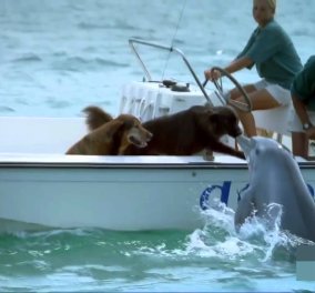 Βίντεο: Η τρυφερή στιγμή που δελφίνι πλησιάζει ένα σκάφος για να φιλήσει σκύλους 