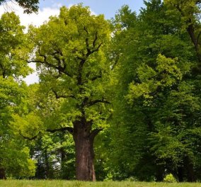 Αυτή η δρυς 650 ετών είναι το “Ευρωπαϊκό Δέντρο της Χρονιάς”: Πανύψηλη και μεγαλοπρεπής 