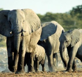 Επικό βίντεο! Ο κροκόδειλος αρπάζει ελεφαντάκι από την προβοσκίδα όμως η μαμά ελεφαντίνα το σώζει!