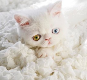 Γνωρίστε την Pam Pam - Είναι η γάτα με το ένα μάτι πράσινο & το άλλο μπλε που ανακηρύχθηκε σε big star στο διαδίκτυο!