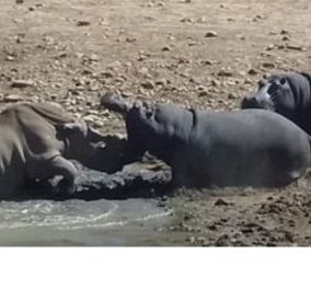 Βίντεο: Θυμωμένος ιπποπόταμος πνίγει έναν ρινόκερο για να υπερασπιστεί το "σπίτι" του