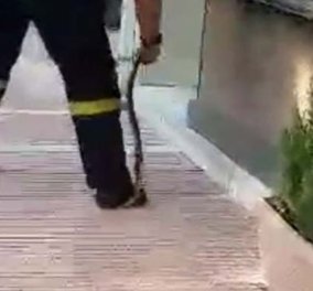 Βίντεο: Γενναίος πυροσβέστης πιάνει φίδι με τα χέρια στο κέντρο της Λάρισας και το γυρνάει σαν λάφυρο!
