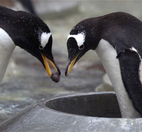 Πως κάνουν πρόταση γάμου οι αρσενικοί πιγκουίνοι στις κοπέλες τους; Ποια είναι η βέρα που προσφέρουν