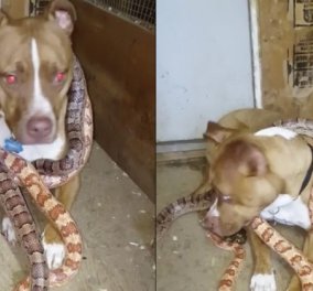 Σκύλος - Γητευτής φιδιών! Ο γενναίος σκύλος κάνει περιλαίμιο τα φίδια του αφεντικού του (βίντεο)