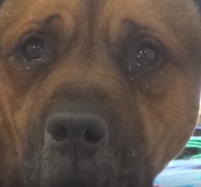 Συγκινητικό βίντεο: Σκύλος δεν σταματάει να κλαίει όταν καταλαβαίνει ότι έχει εγκαταλειφθεί 