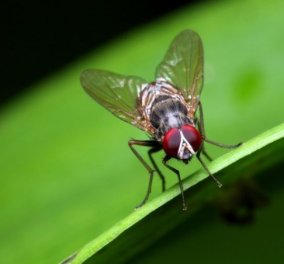 4 φυσικοί τρόποι για να απαλλαγείς από τις μύγες